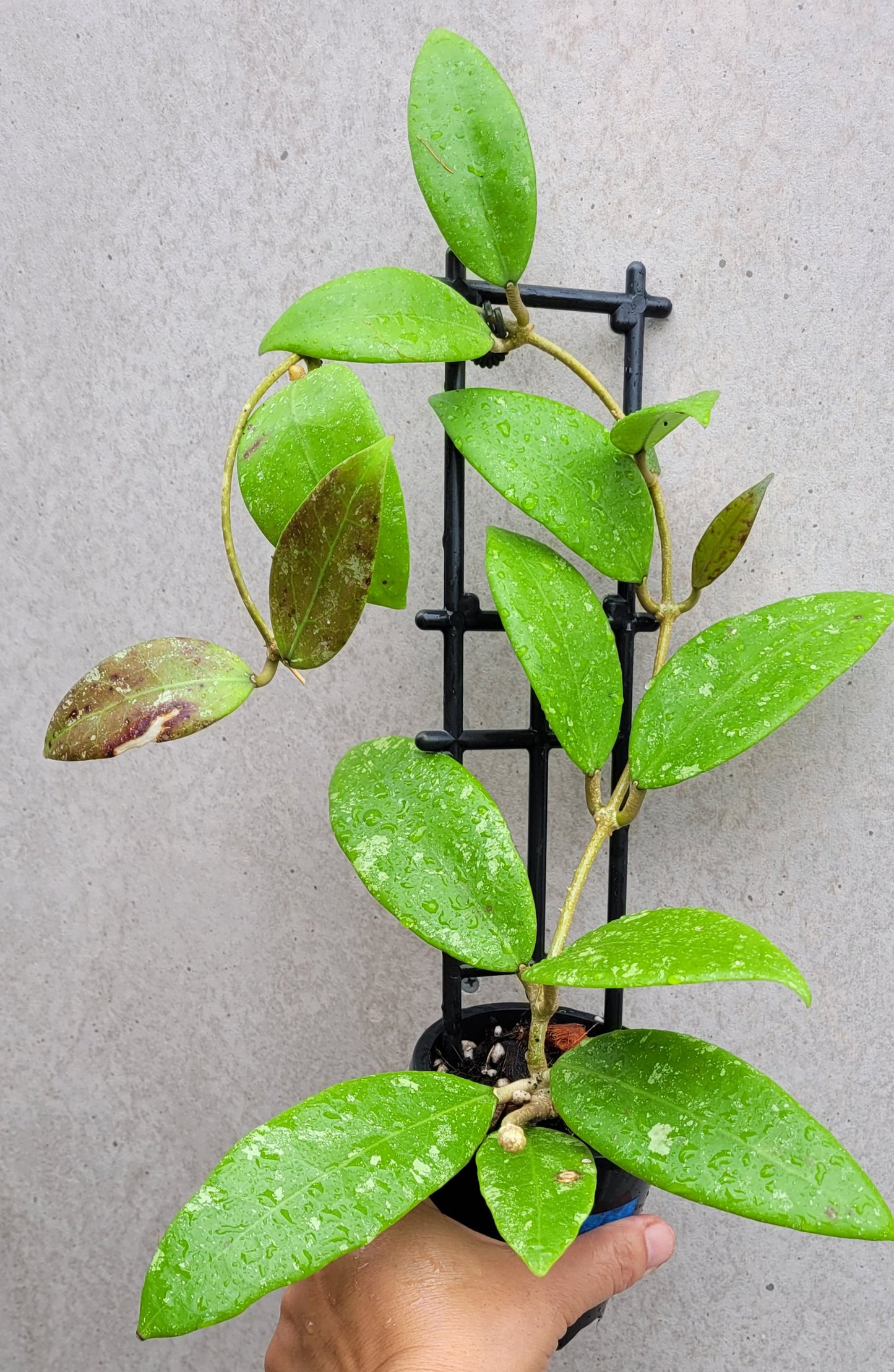 Hoya sp. Ko Chang Island Thailand IML1508