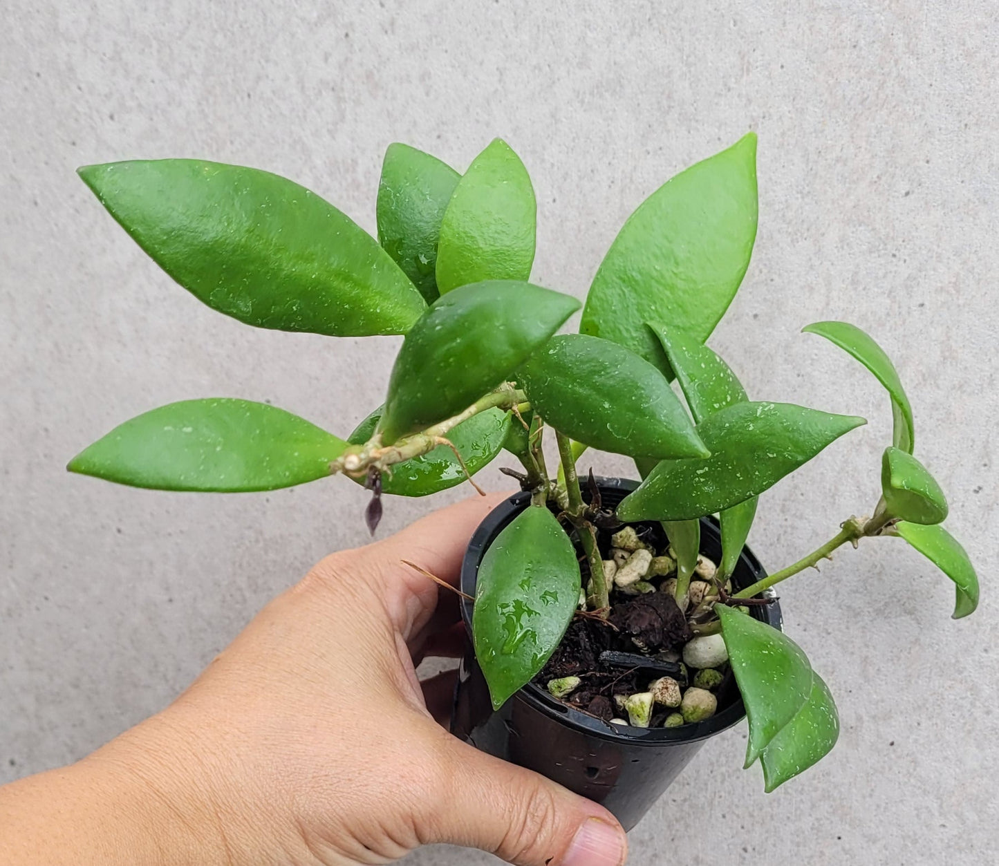 Hoya revoluta Thailand IML1455 - double planted