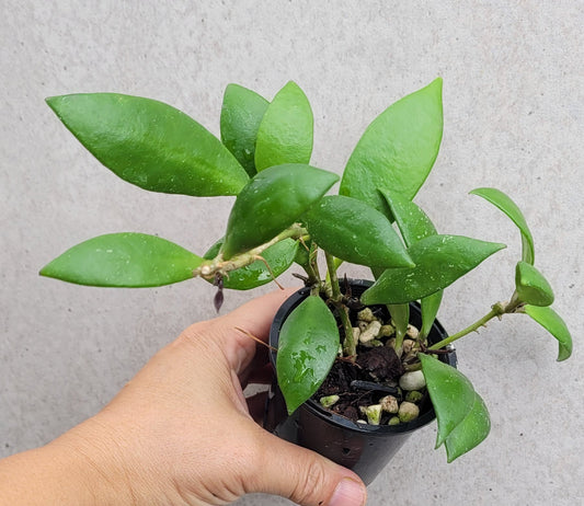 Hoya revoluta Thailand IML1455 - double planted