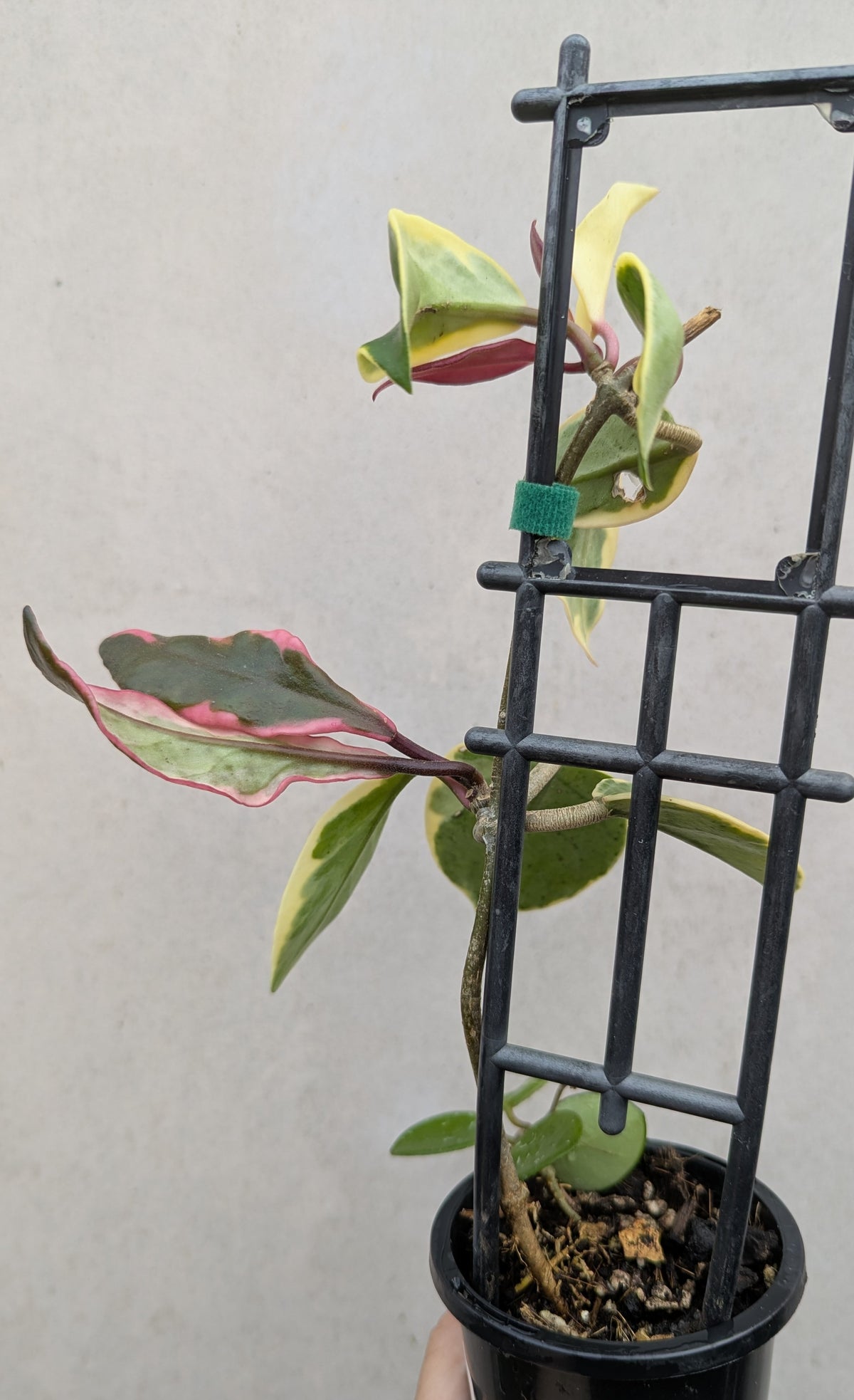 Hoya carnosa albomarginata 'Purple Pride'