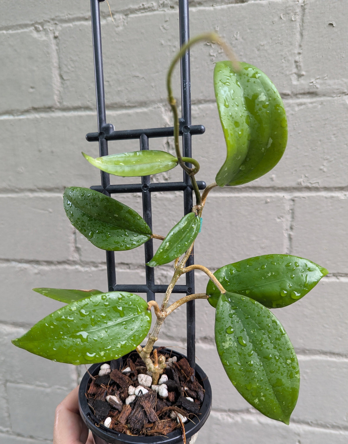 Hoya sp. Kuala Terta DMC5627C Malaysia IML1396