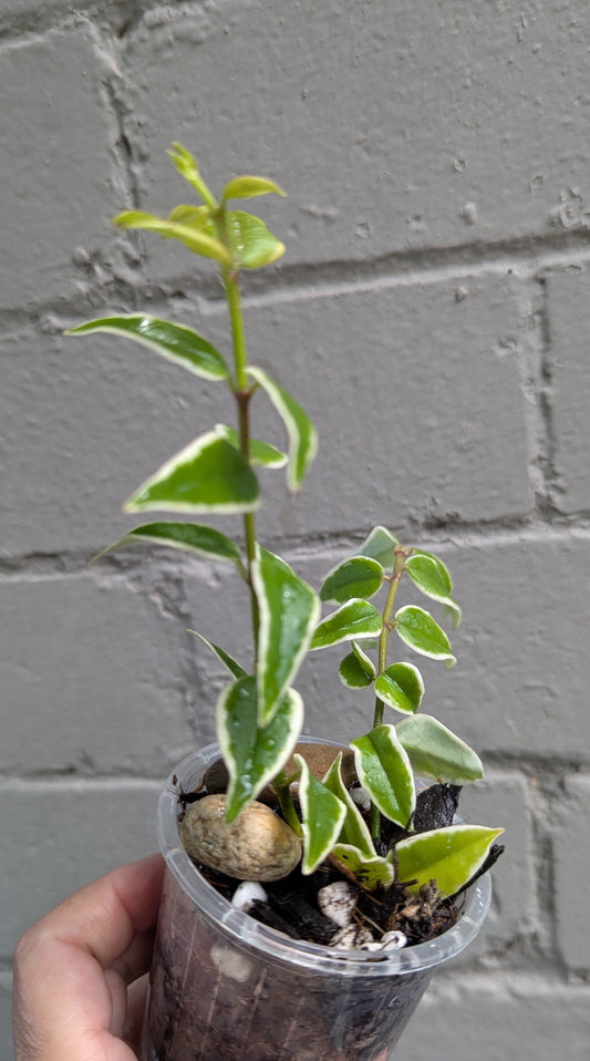 Hoya bella albomarginata