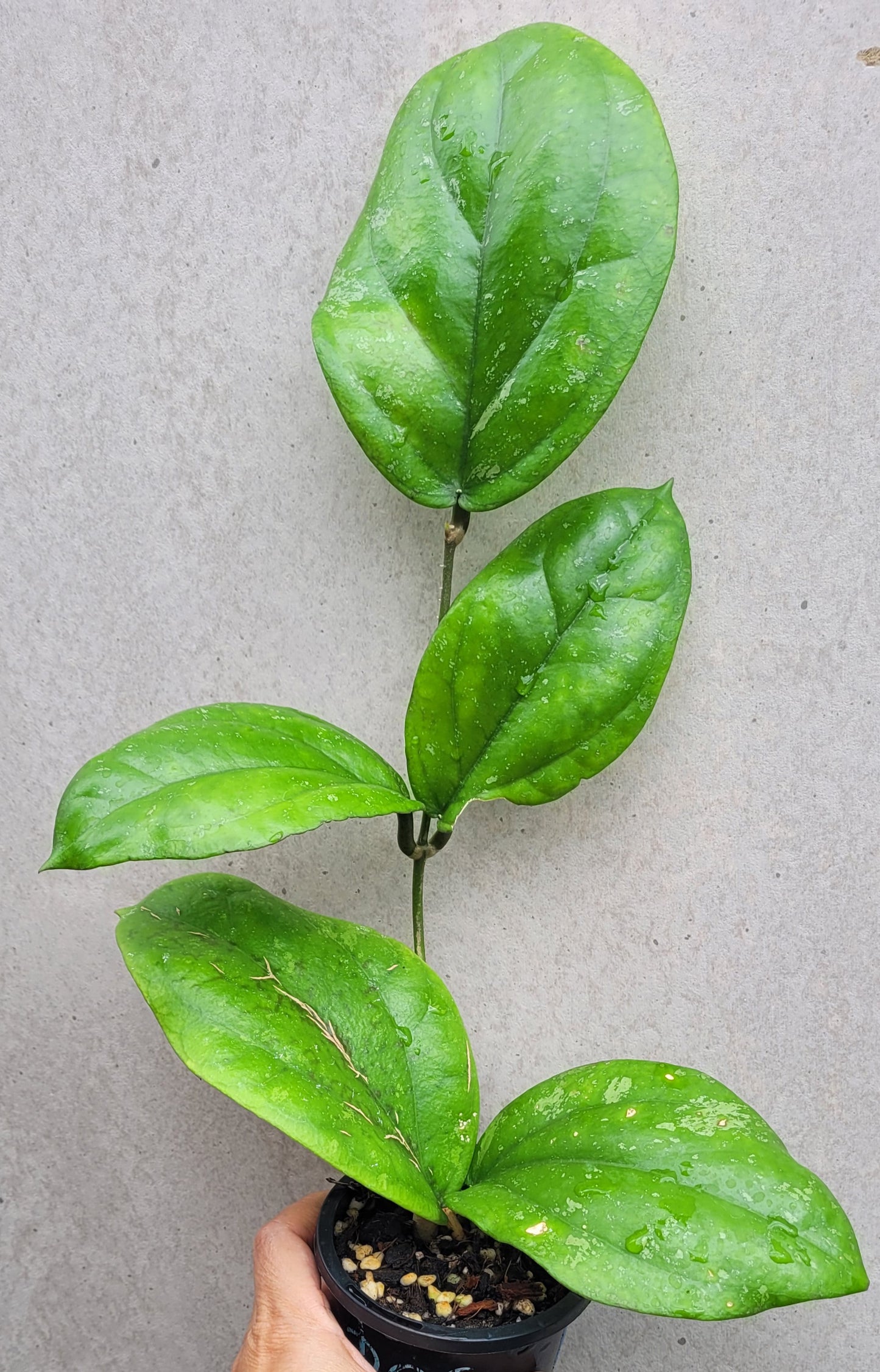 Hoya lambii Sabah IML1800