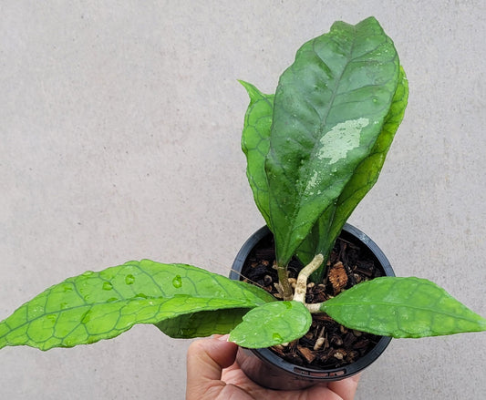 Hoya sp Mae Nam Thailand IML 1420