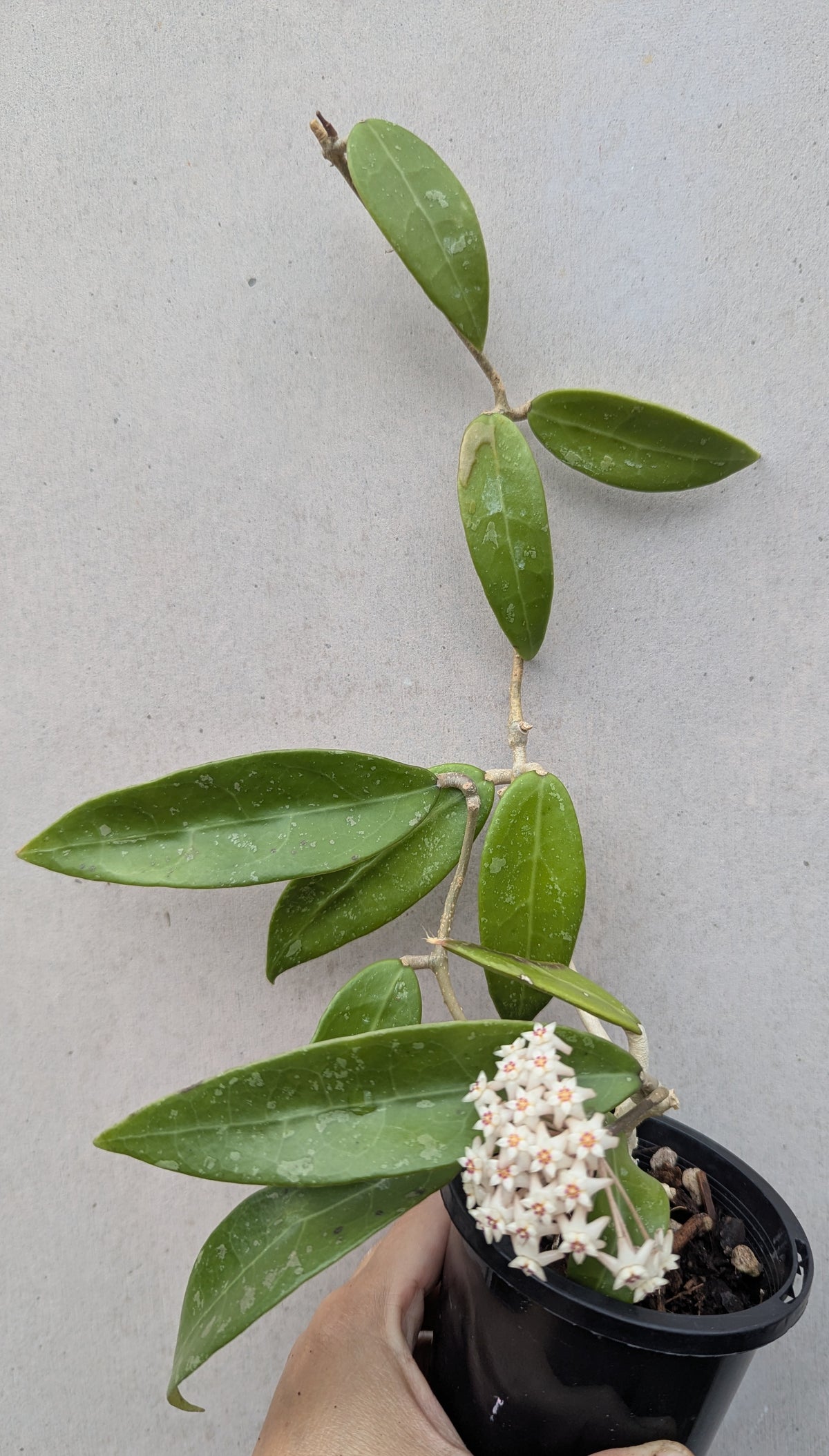 Hoya verticillata pink (prev acuta pink)
