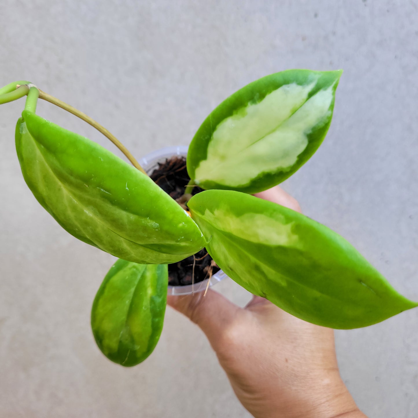 Hoya incrassata 'Moonshadow'