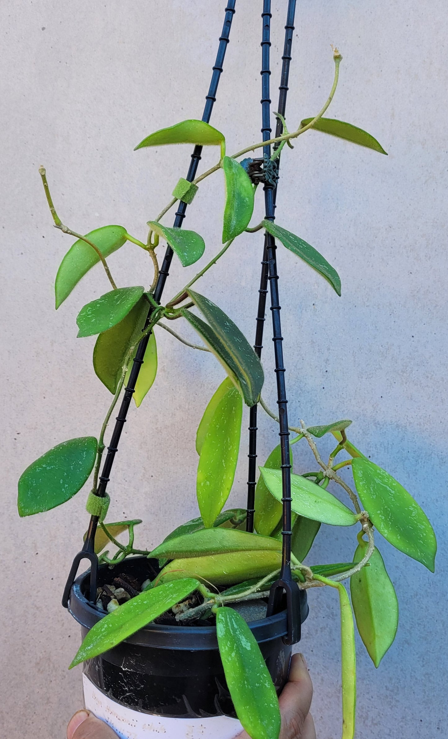 Hoya thomsonii White IML1177- Large mature plant