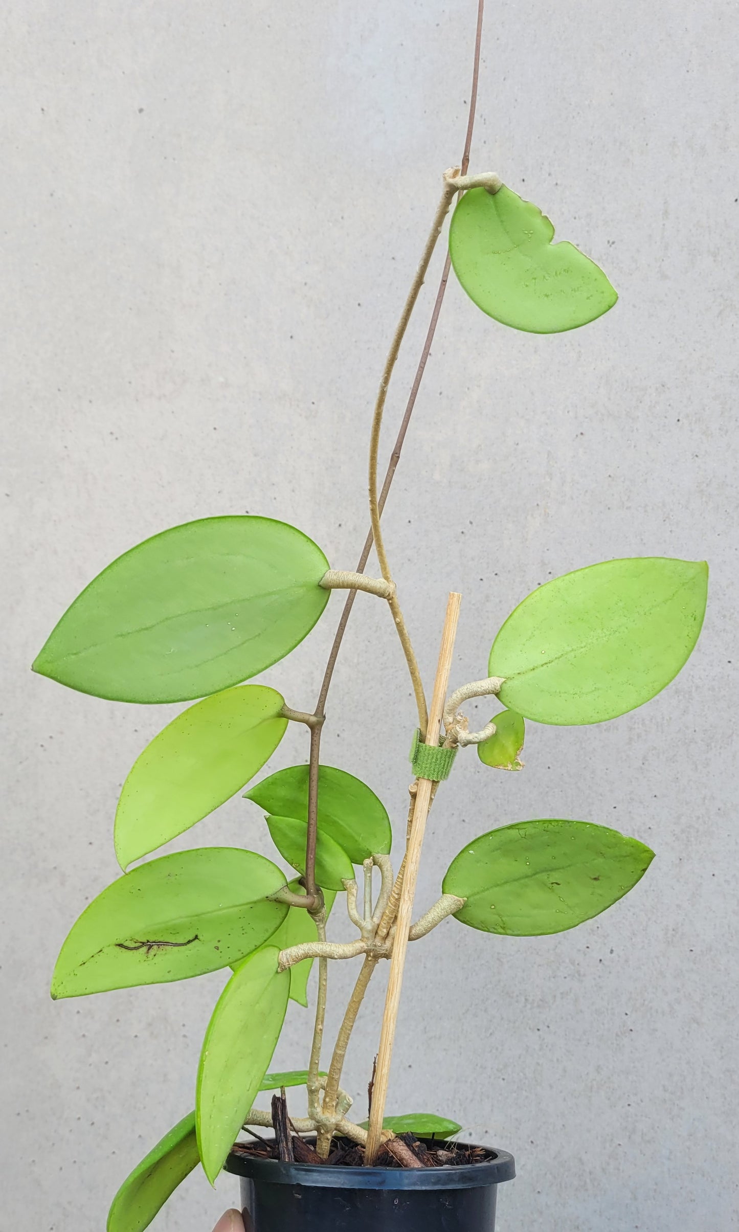 Hoya sp. Thailand IML1438 (Hat Som Paen)