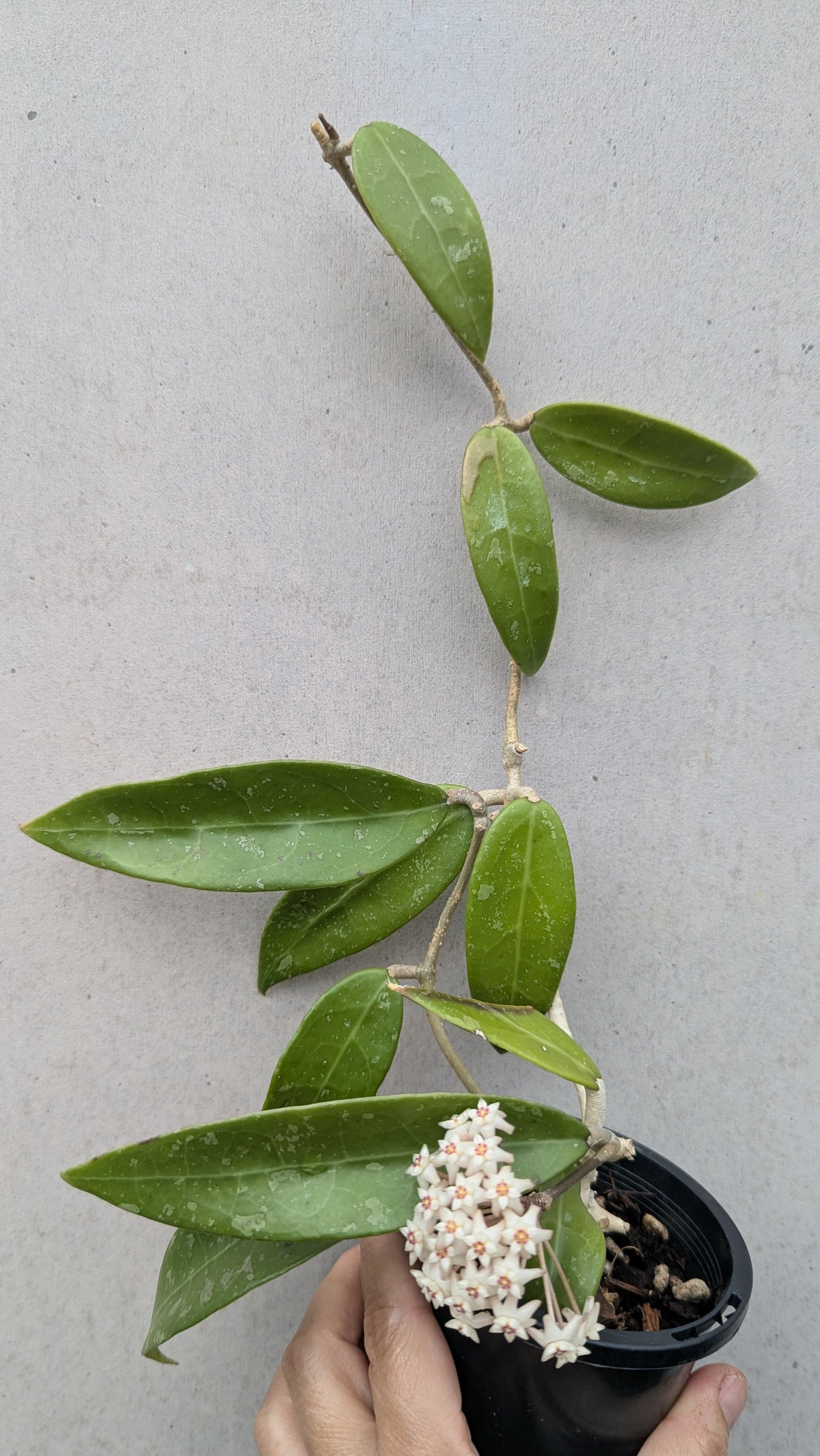 Hoya verticillata pink (prev acuta pink)