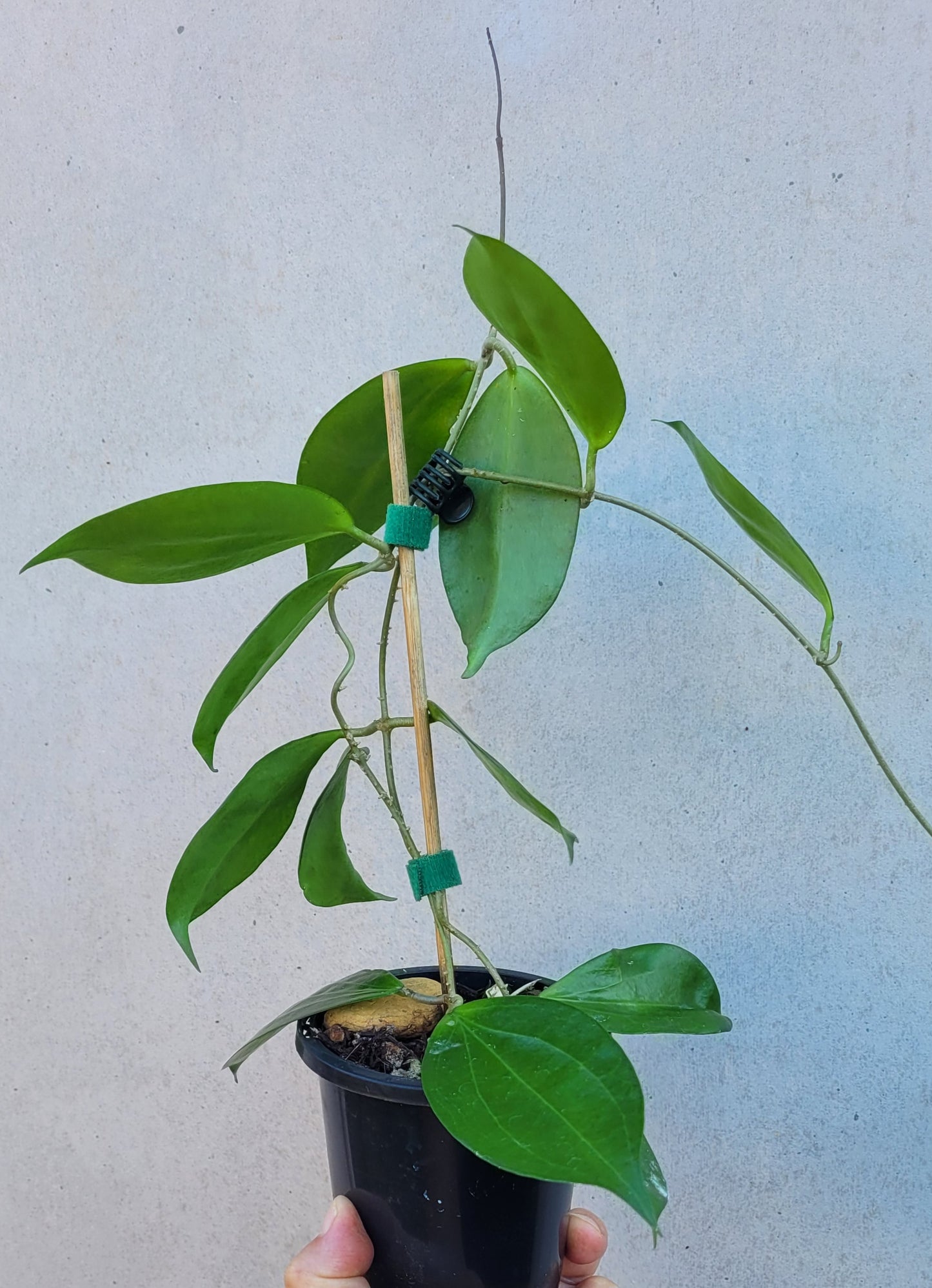 Hoya samoensis - double planted