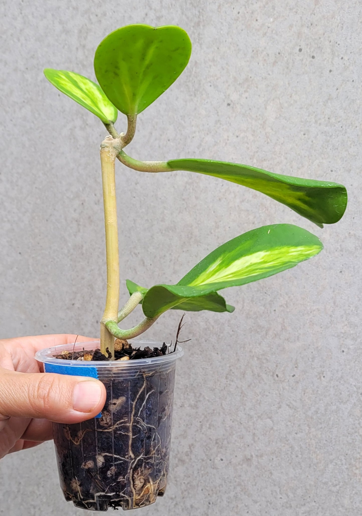Hoya kerrii variegata 'Speckles'