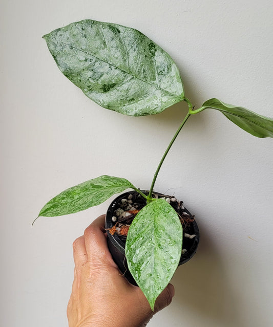 Hoya coriacea Silver