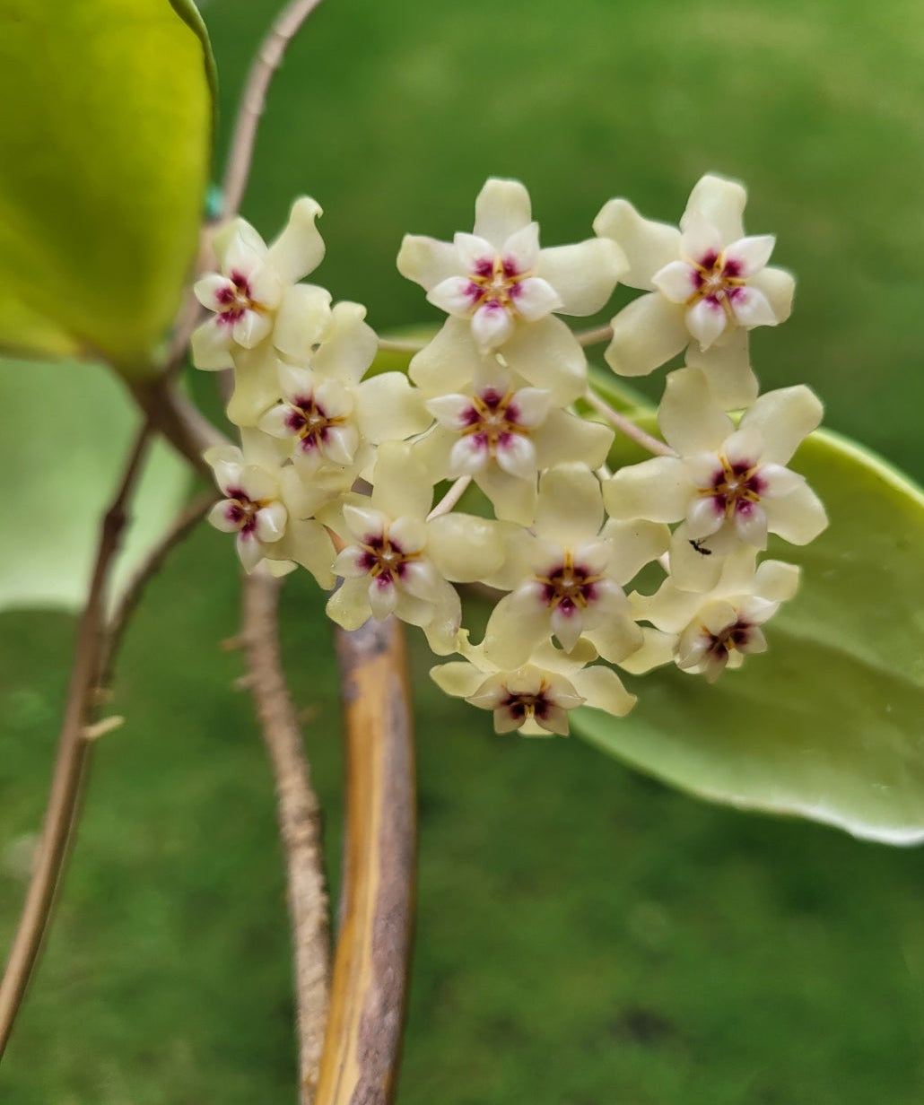 Hoya dolichosparte Sulawesi IML1377