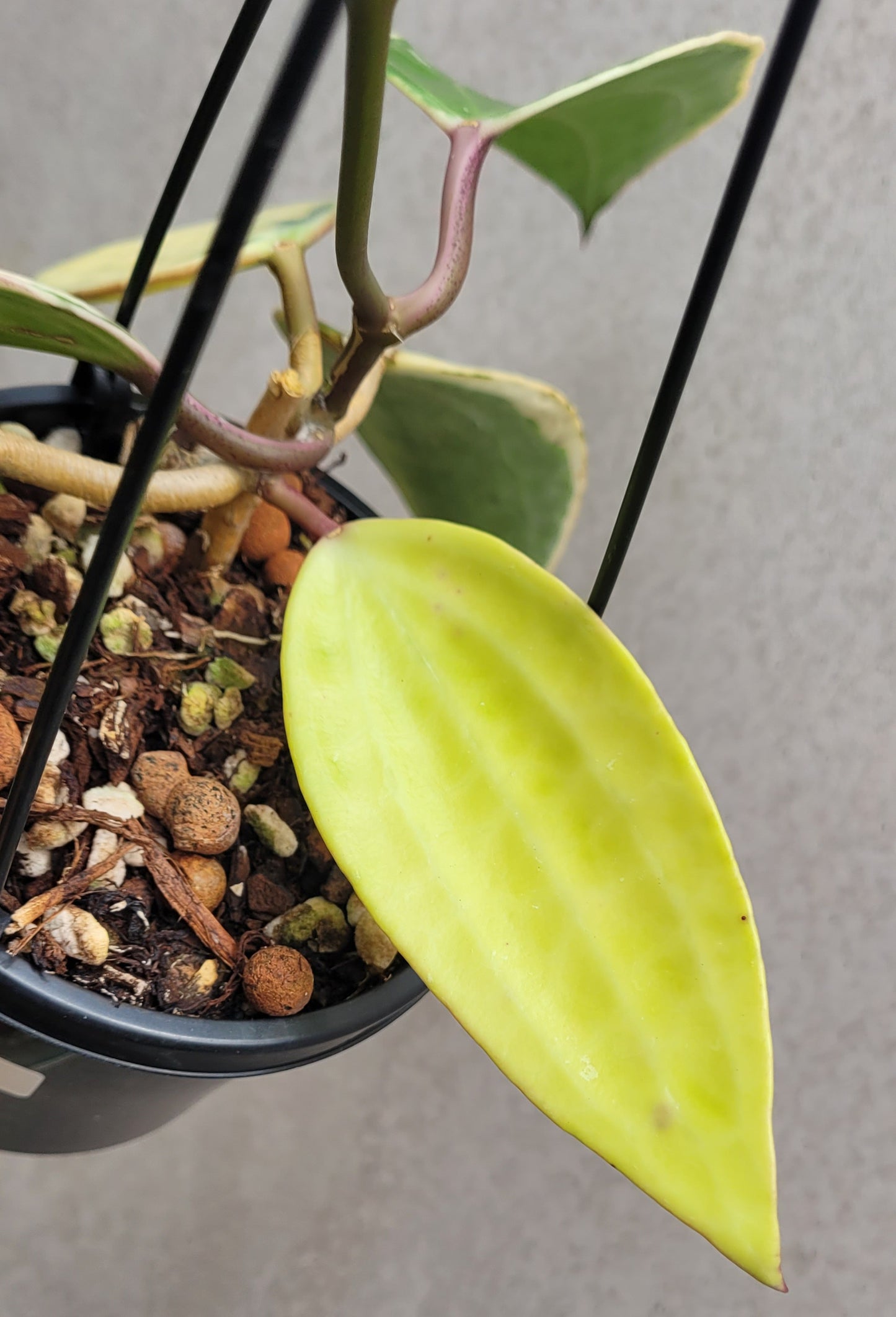 Hoya latifolia albomarginata IML1622