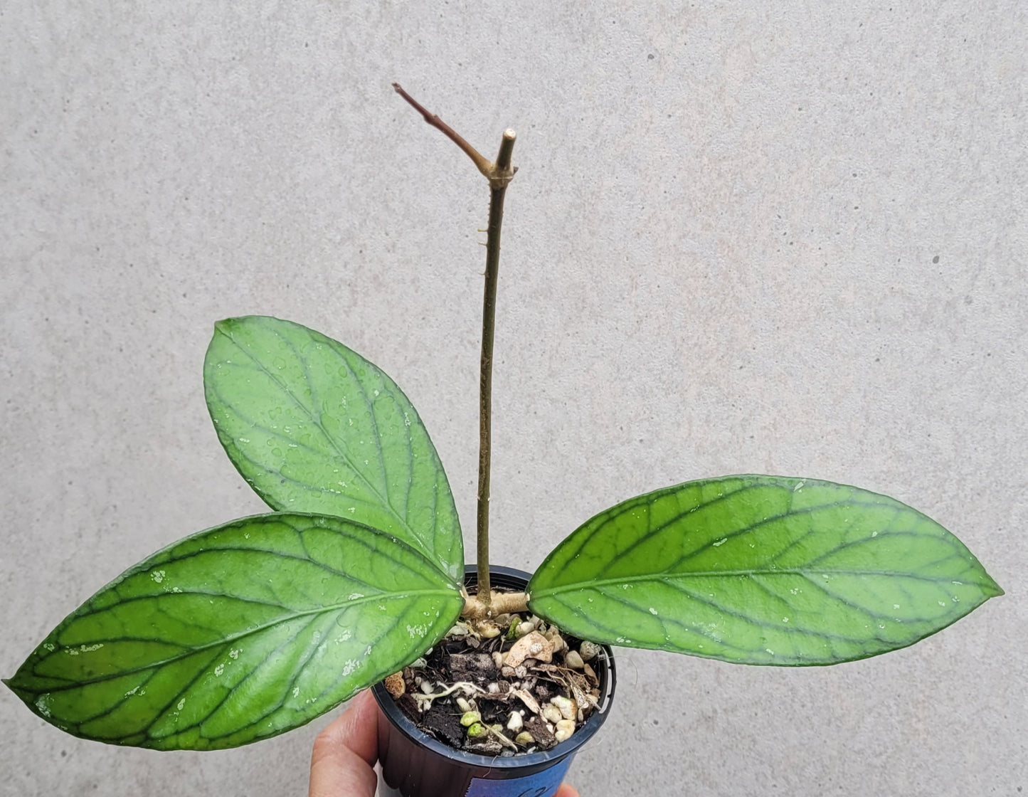 Hoya sp Tanggamus