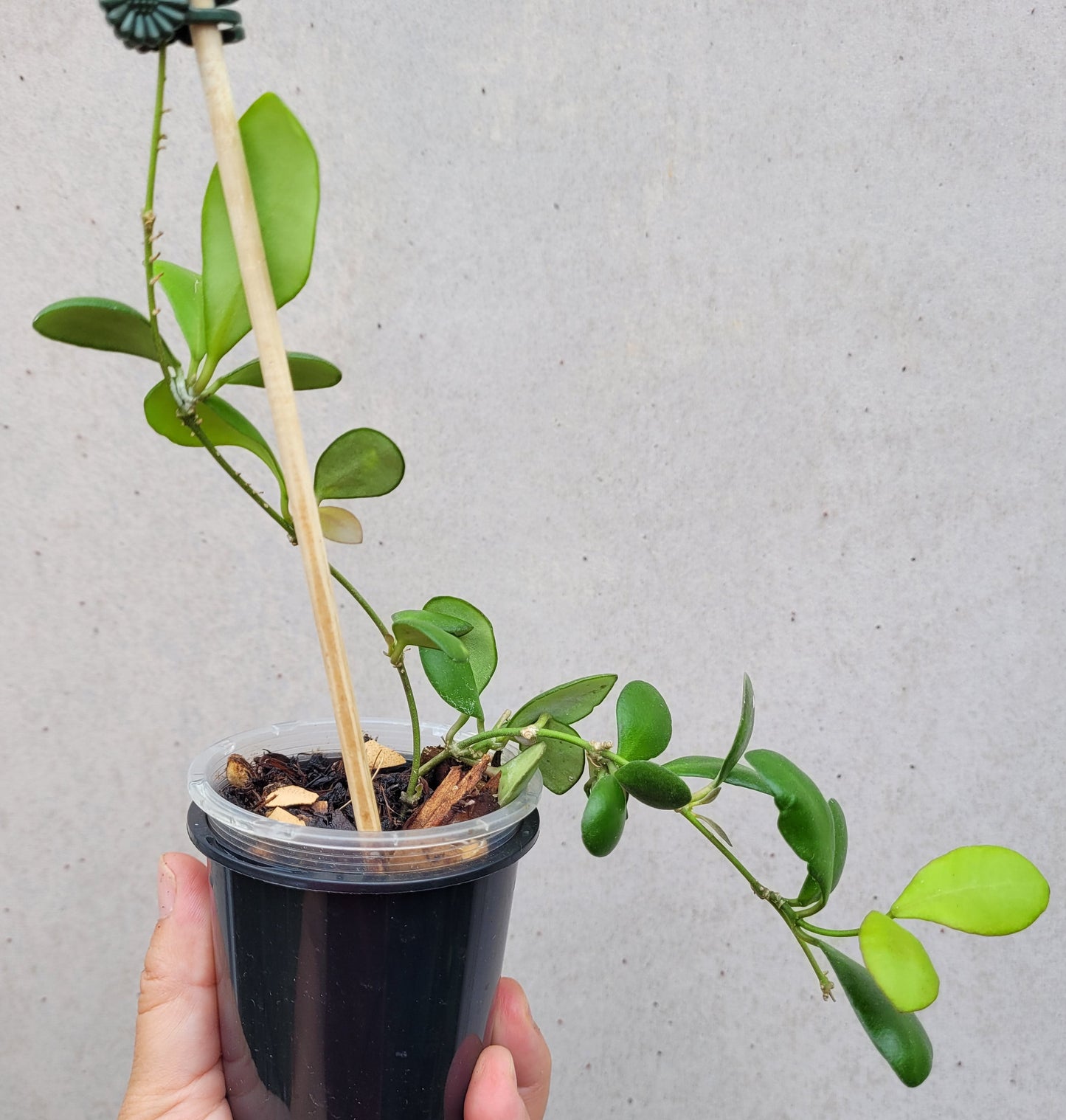 Hoya panchoi Philippines IML0228