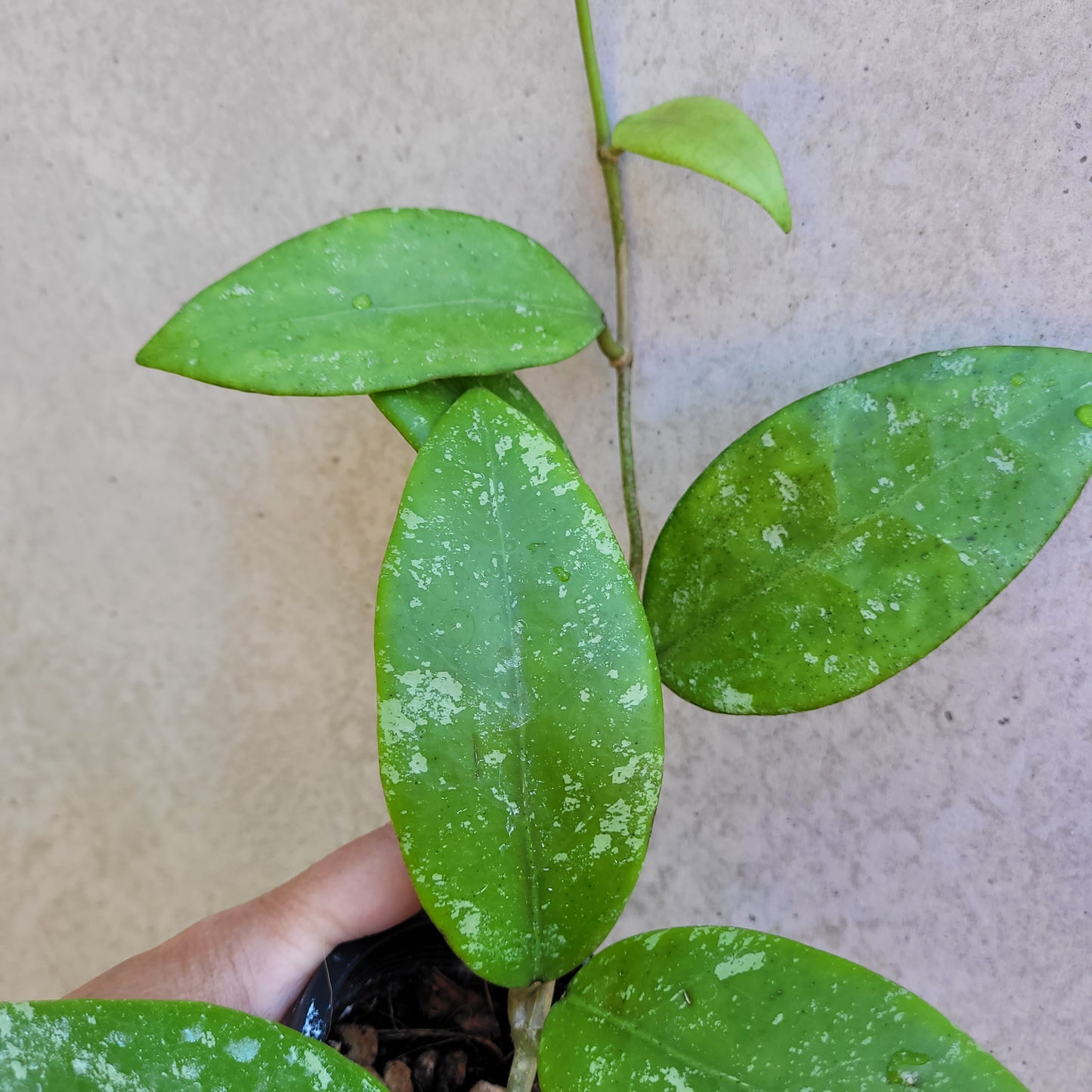 Hoya sp. Ko Chang Island Thailand IML1508