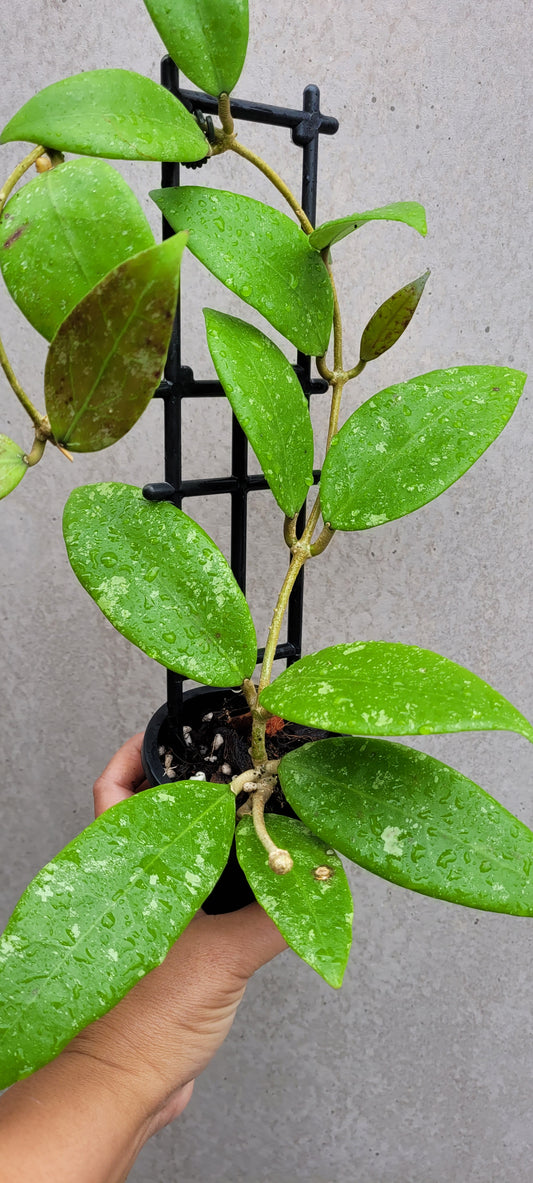 Hoya sp. Ko Chang Island Thailand IML1508