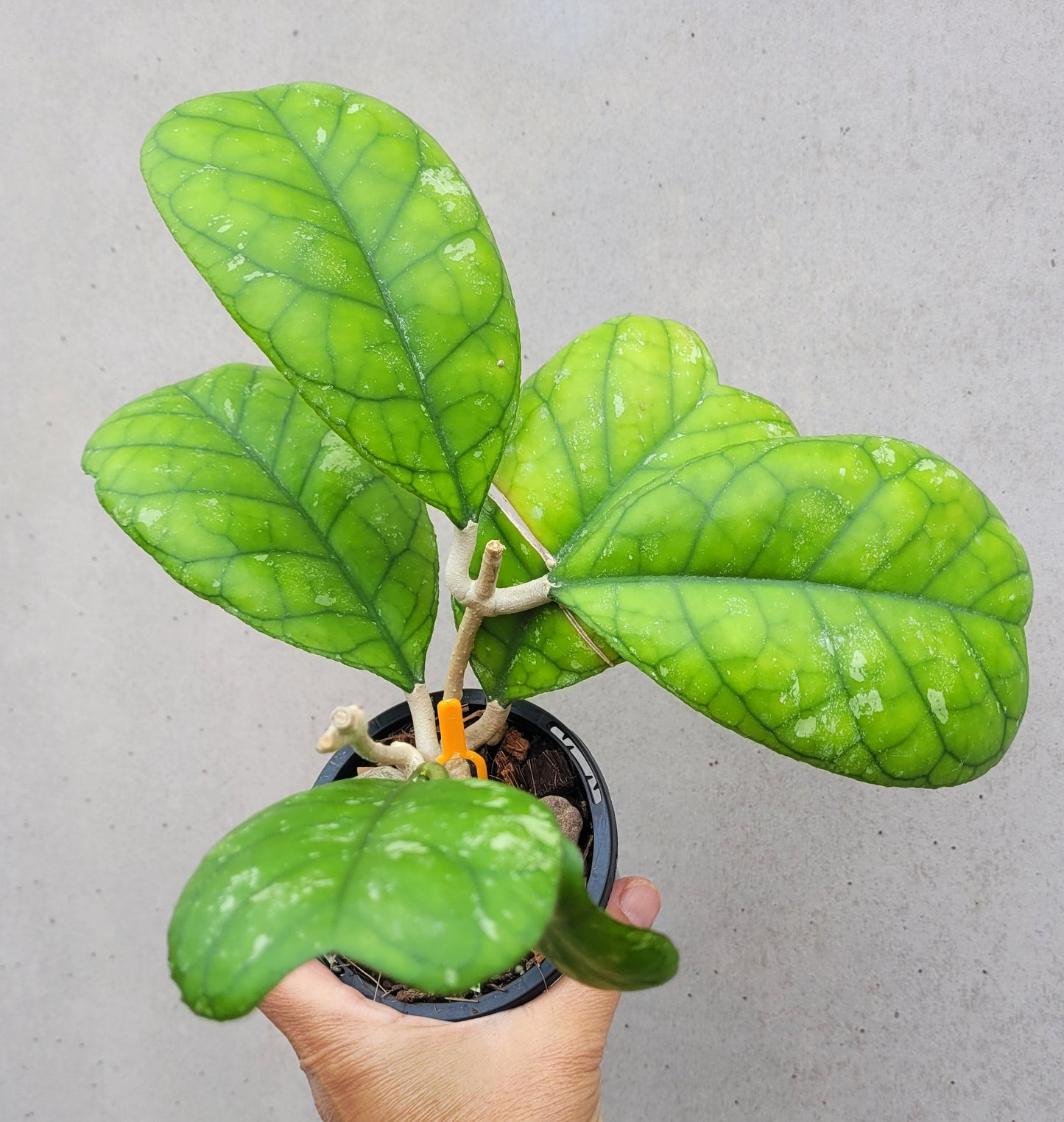 Hoya deykeae Sumatra IML1185