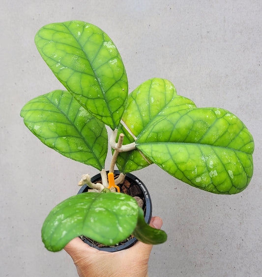 Hoya deykeae Sumatra IML1185