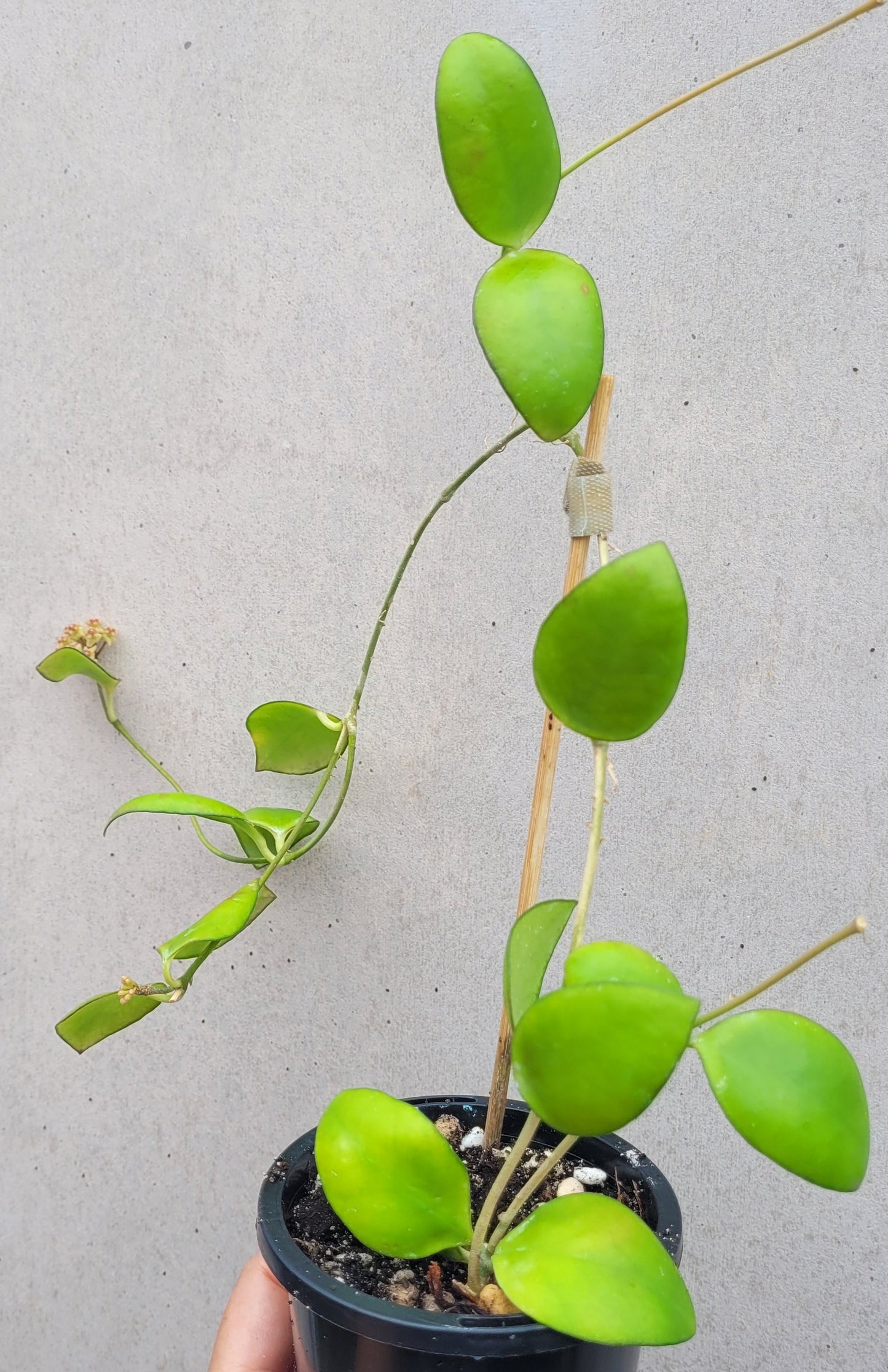 Hoya myrmecopa Sulawesi IML1377