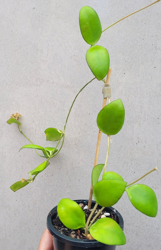 Hoya myrmecopa Sulawesi IML1377