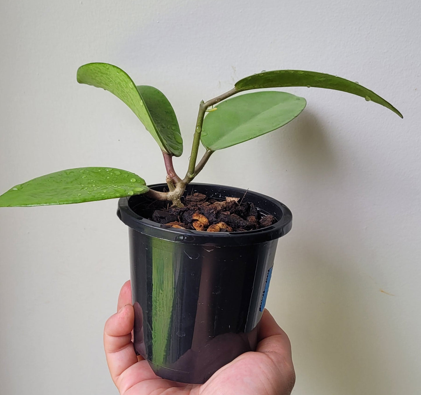 Hoya 'Silver Dollar' (MB1405-AG)