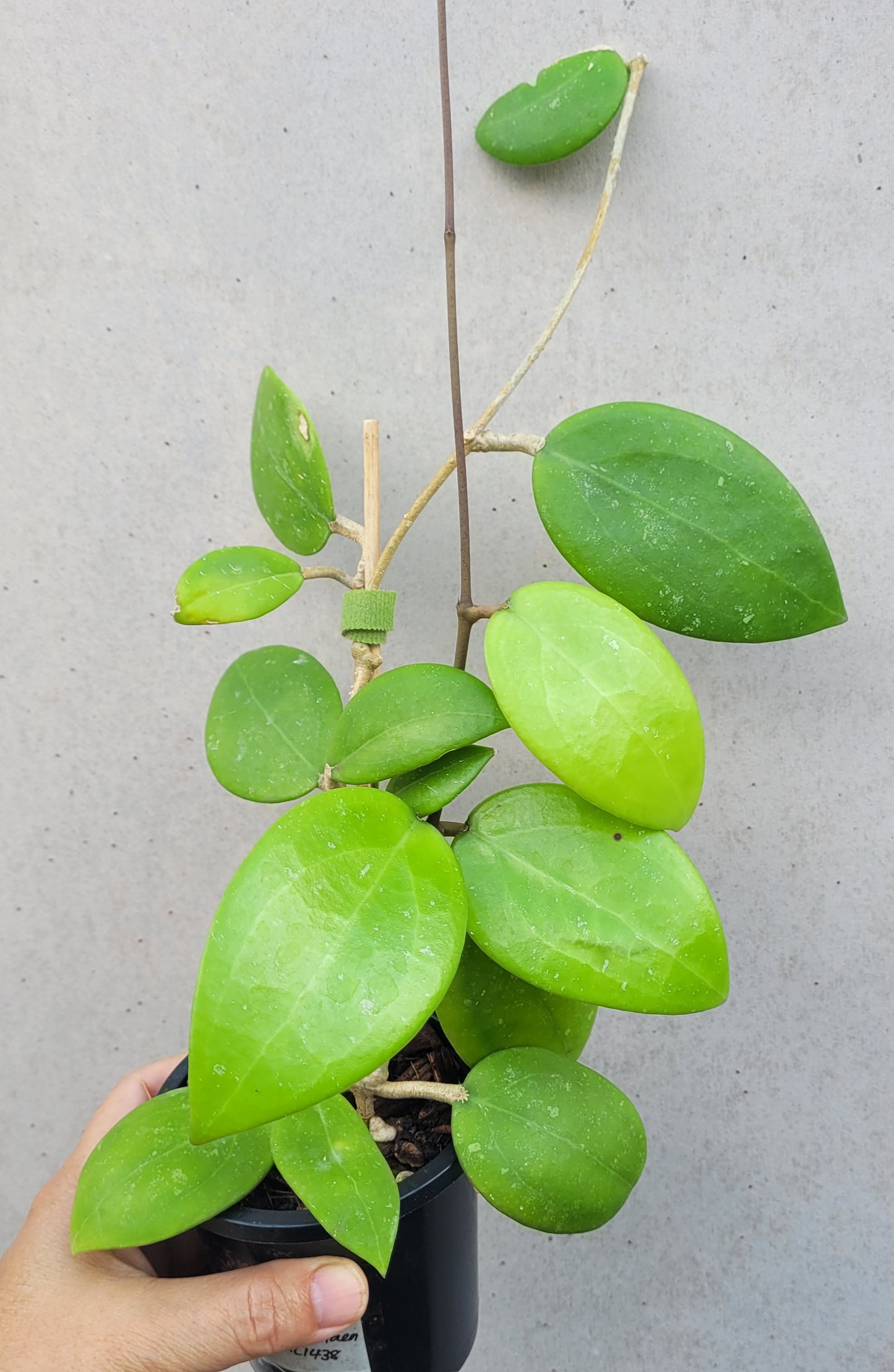 Hoya sp. Thailand IML1438 (Hat Som Paen)