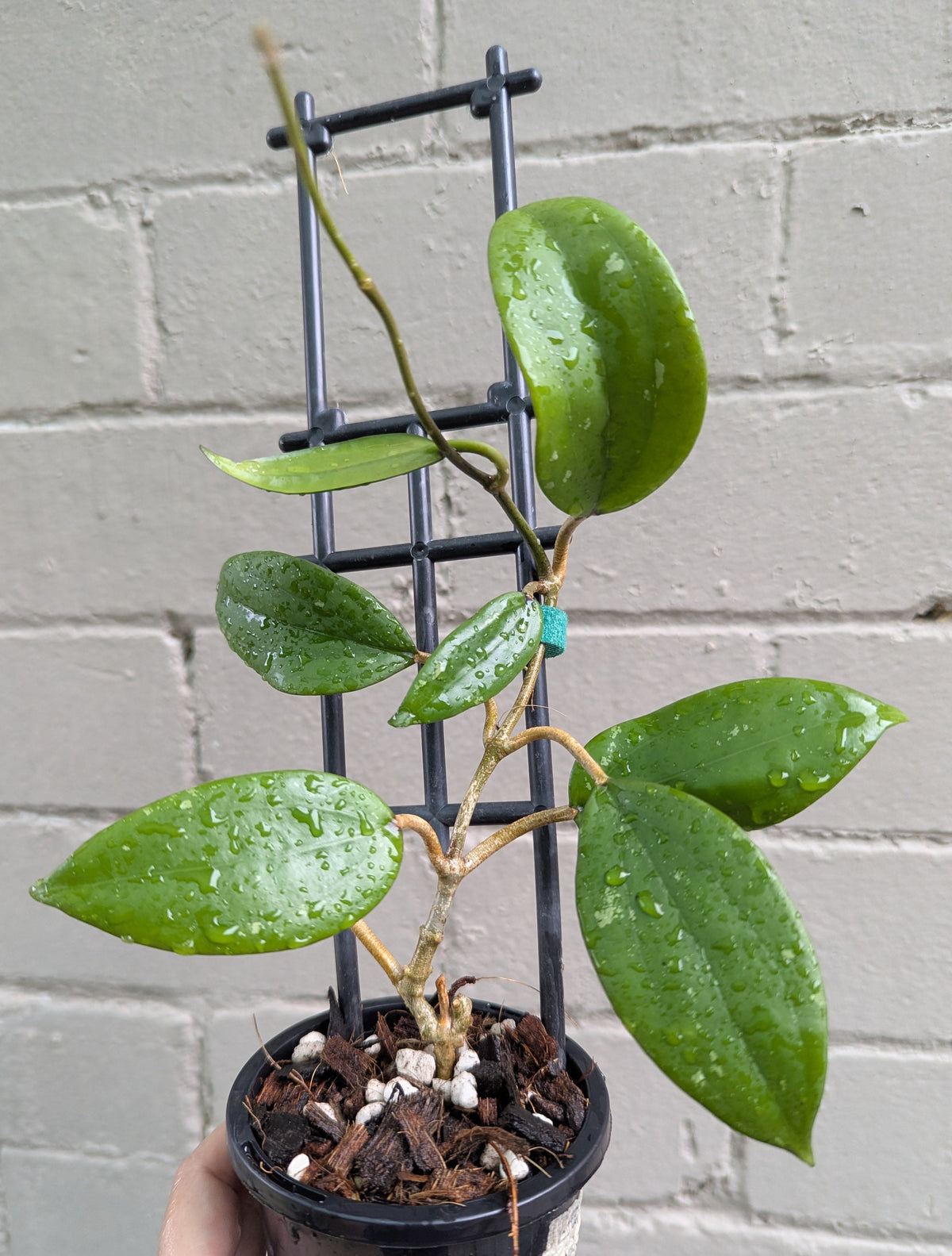 Hoya sp. Kuala Terta DMC5627C Malaysia IML1396