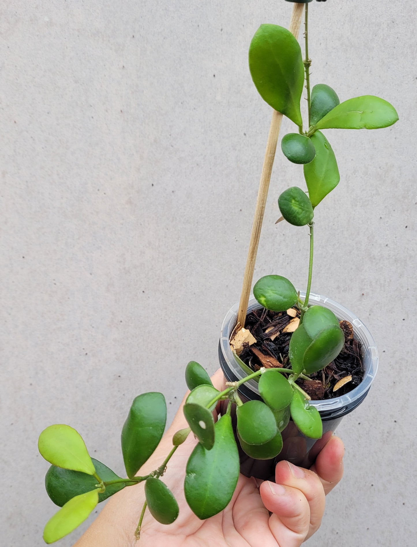 Hoya panchoi Philippines IML0228