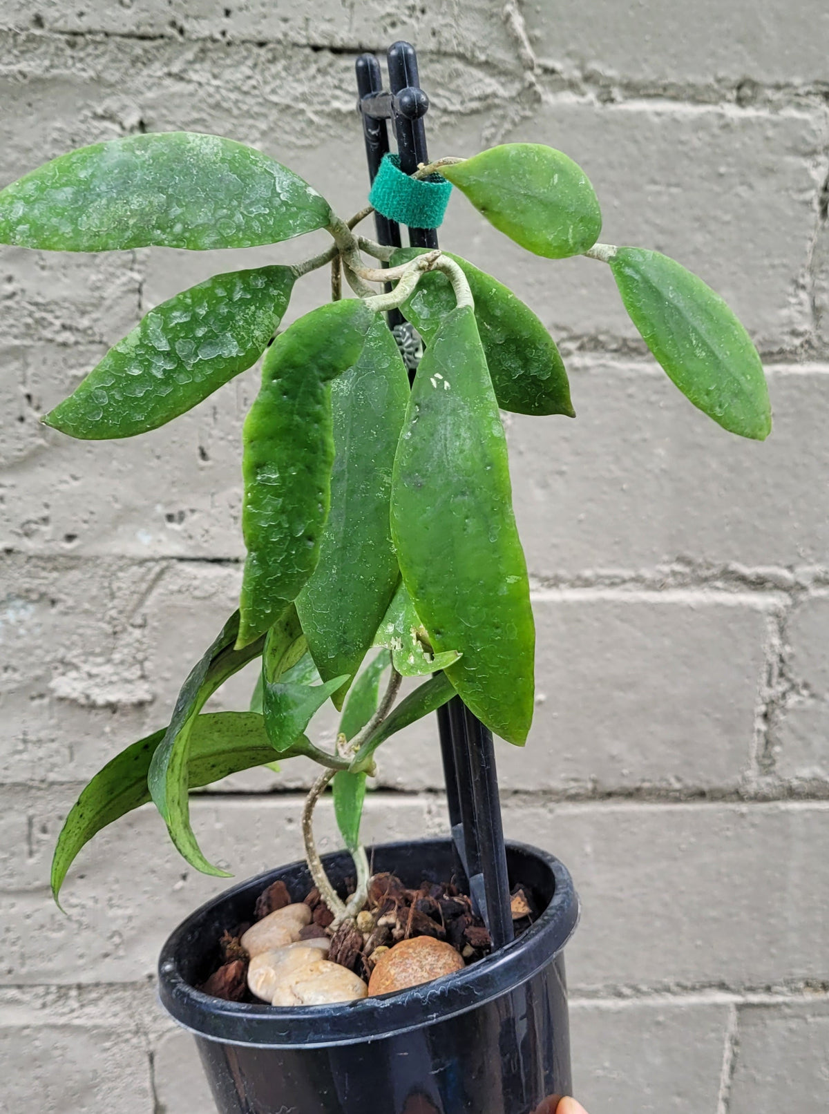 Hoya uncinata ssp padangensis - mature size plant