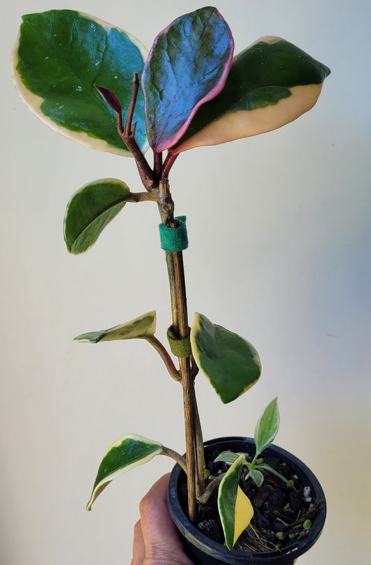Hoya carnosa albomarginata 'Purple Pride'