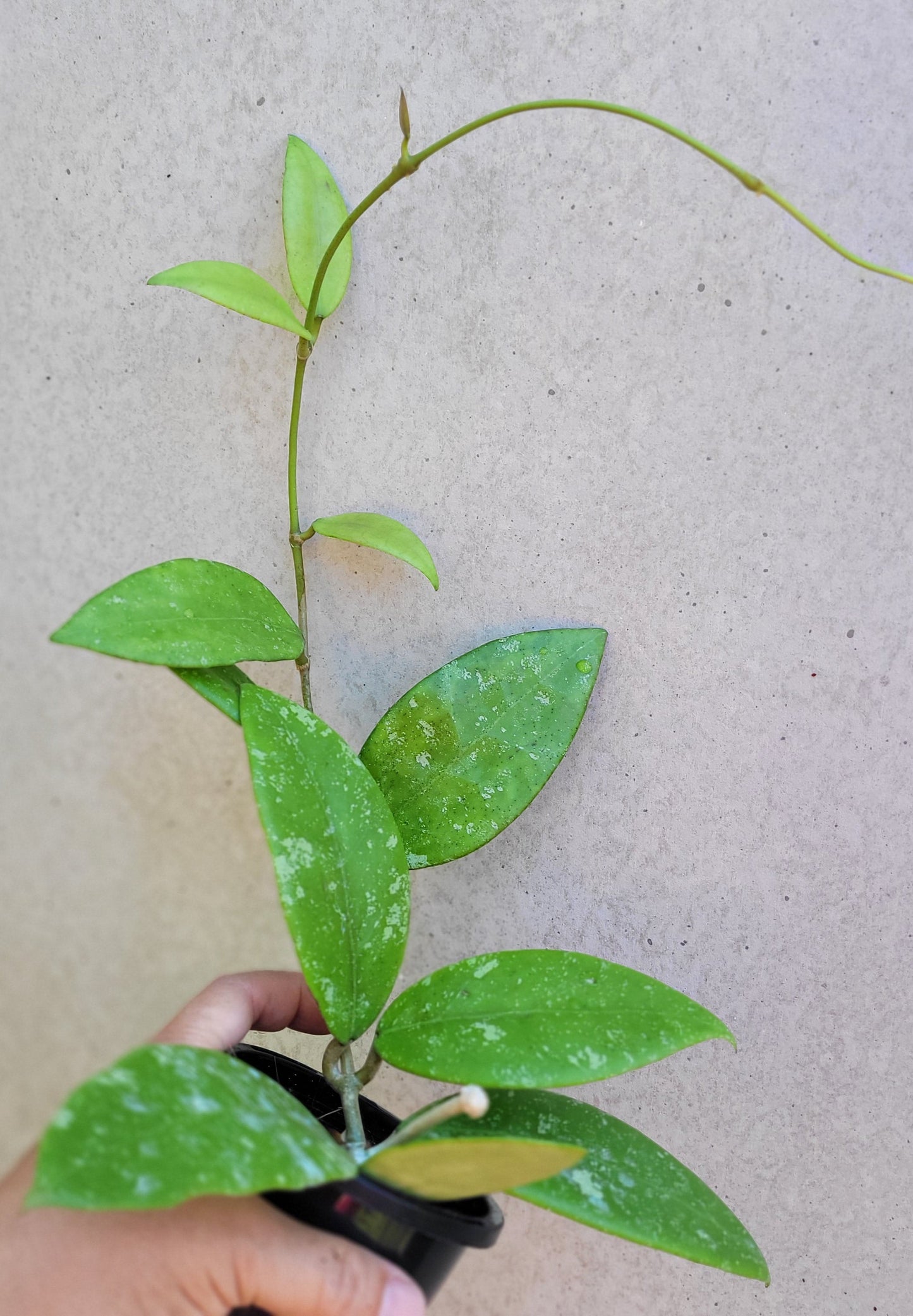 Hoya sp. Ko Chang Island Thailand IML1508