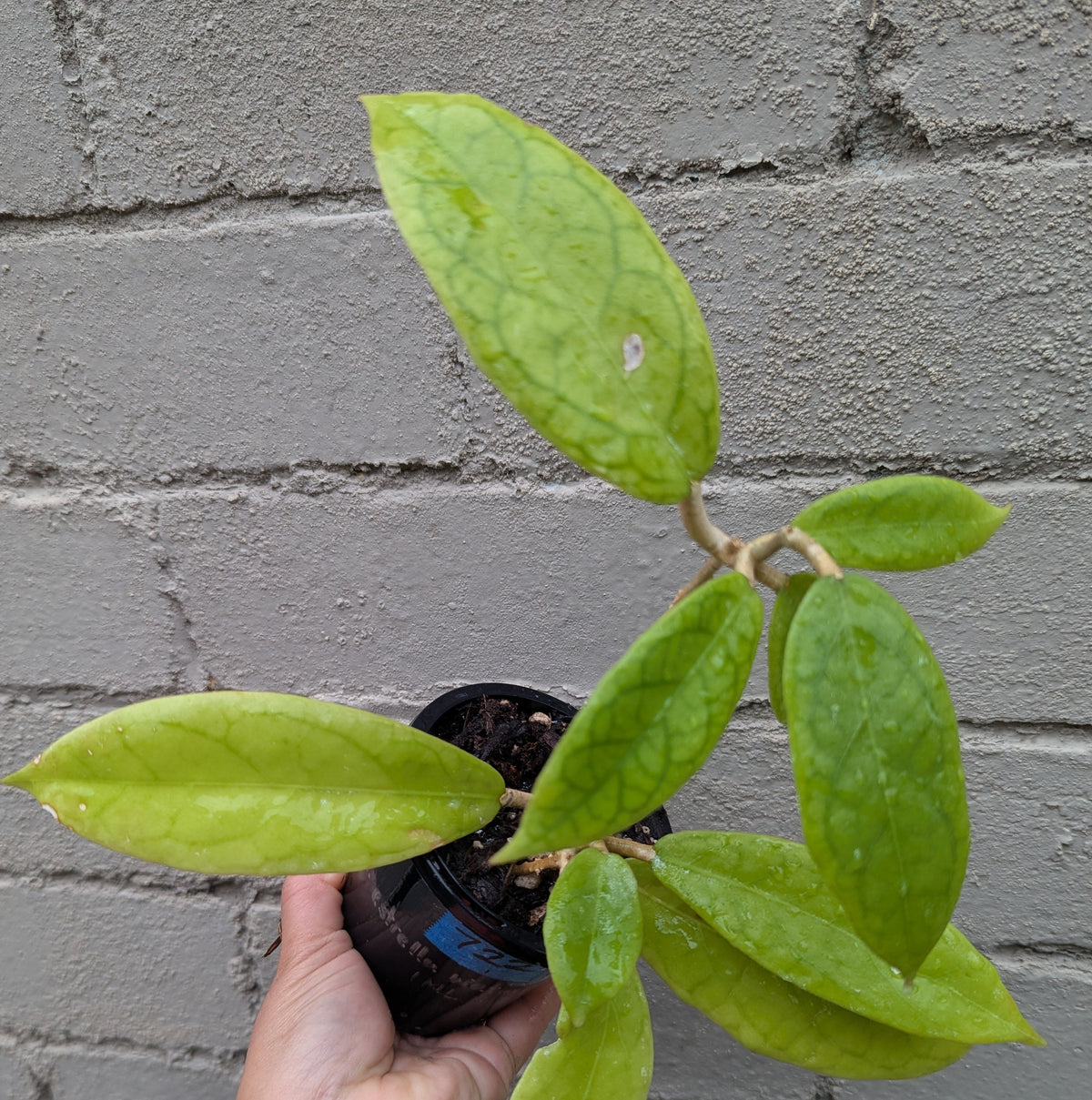 Hoya sp. Estrella Waterfall Philippines IML1627 (double planted)