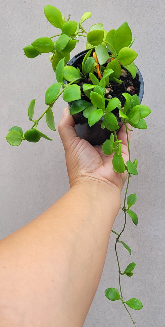 Hoya heuschkeliana pink (multiplanted)