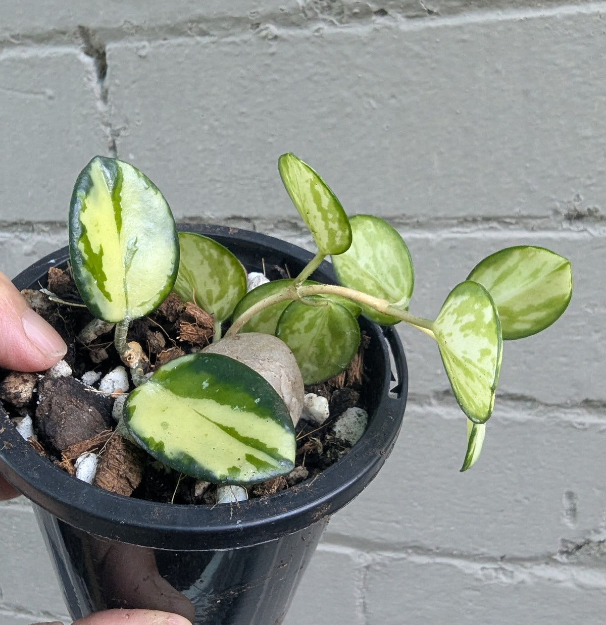 Hoya Mathilde inner variegated