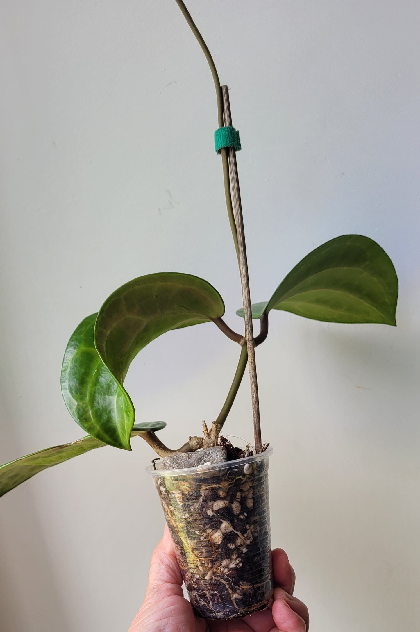 Hoya latifolia IML1590 (prev aff clandestina)