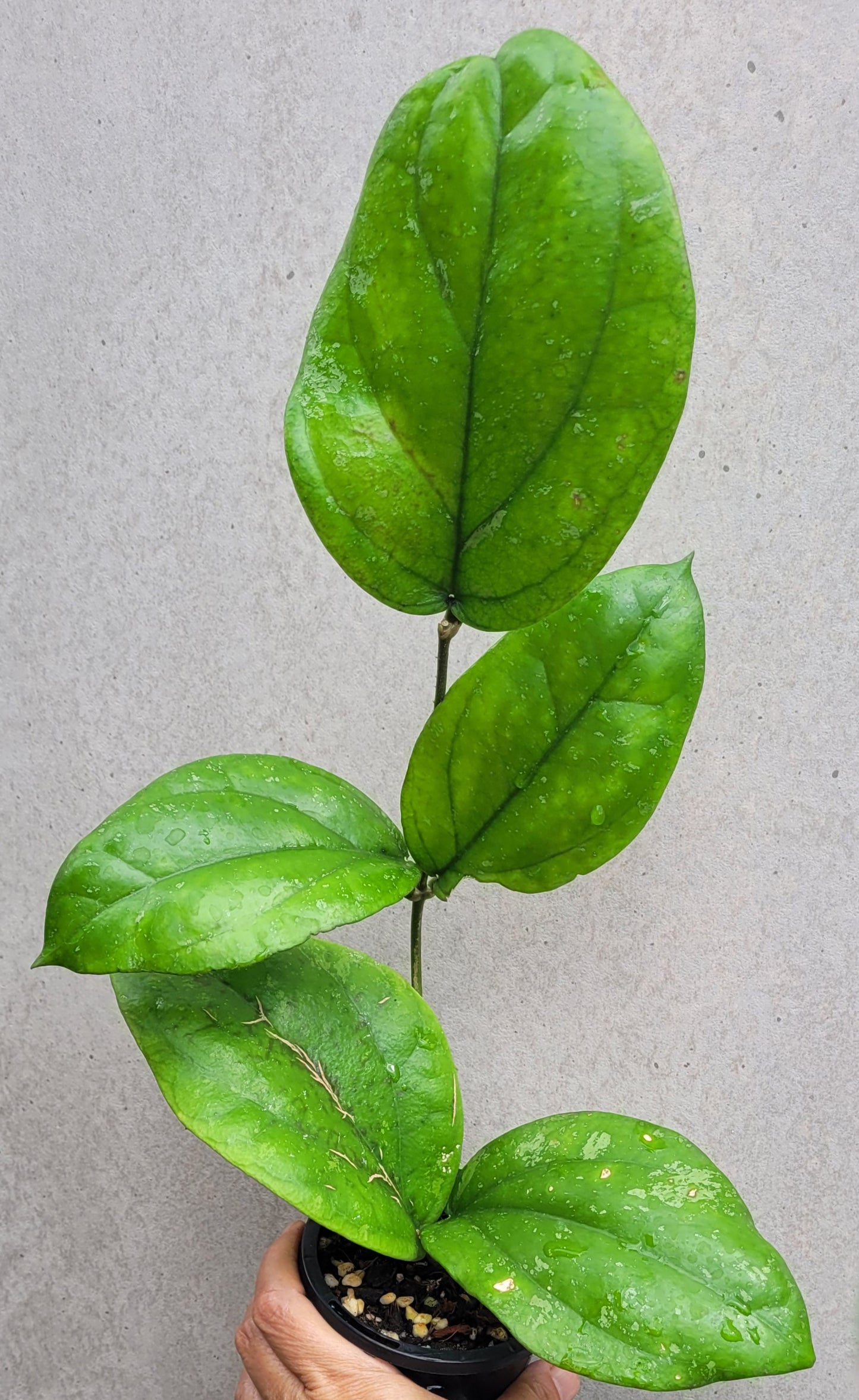 Hoya lambii Sabah IML1800