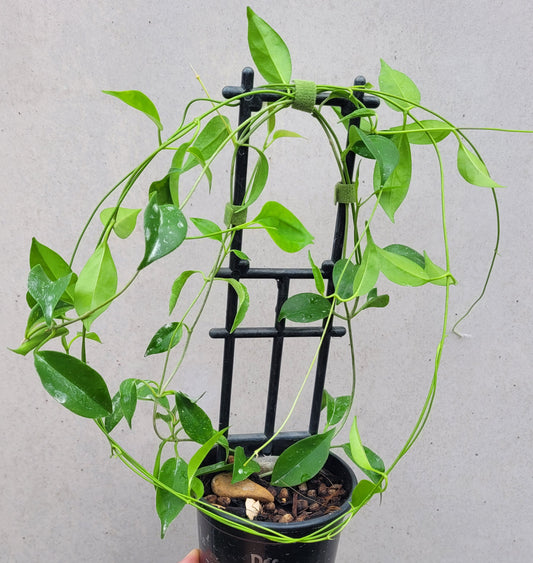 Hoya tannaensis Tanna Island IML0463