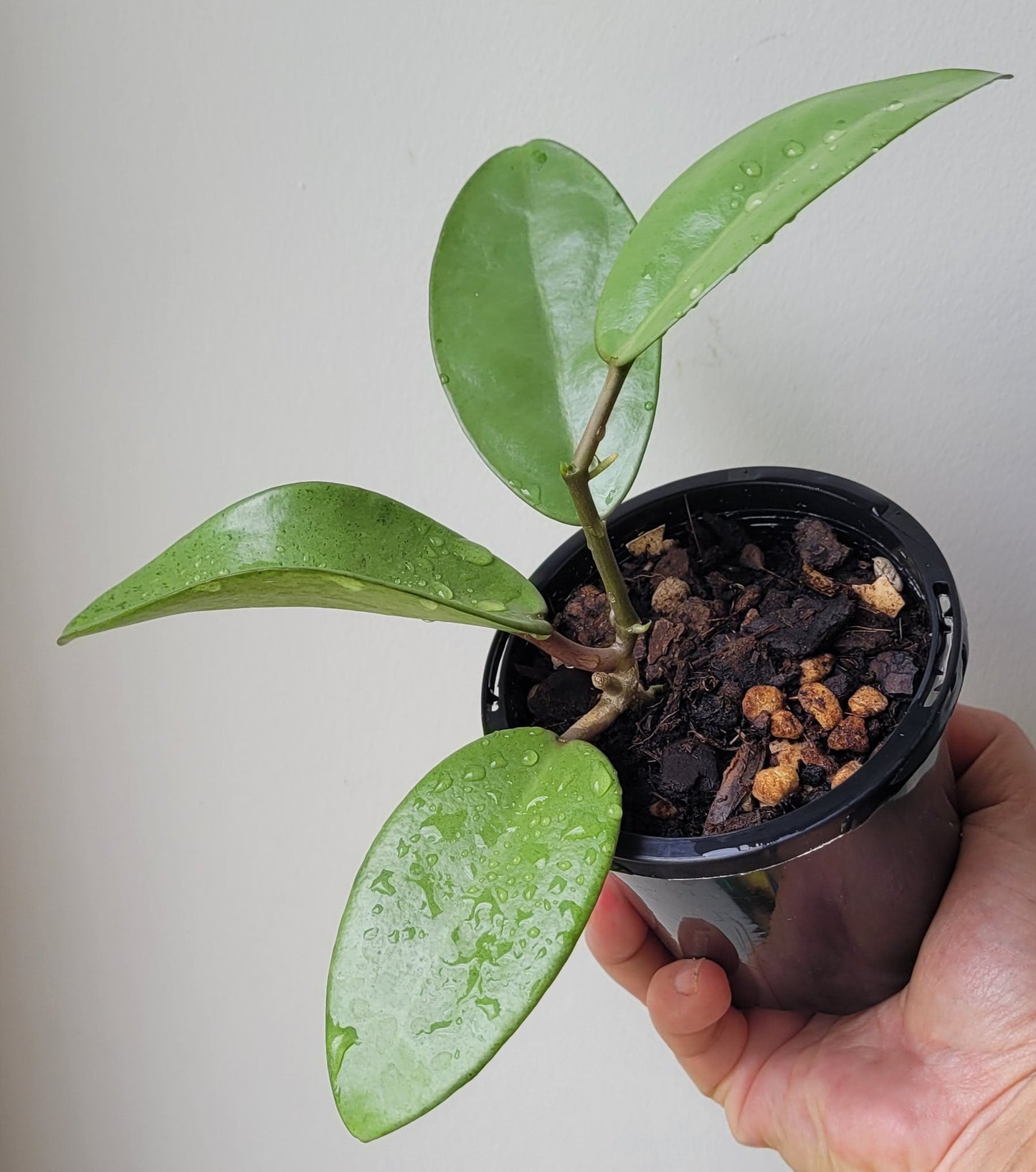 Hoya 'Silver Dollar' (MB1405-AG)