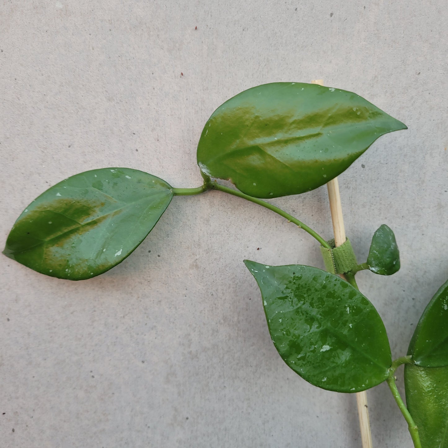 Hoya nabawanensis Malaysia IML0078