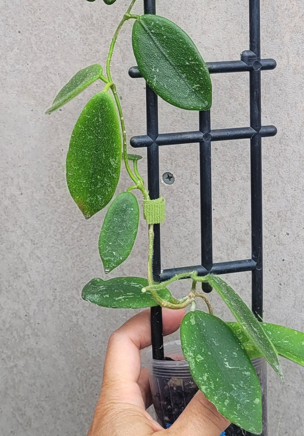 Hoya thomsonii White IML1177