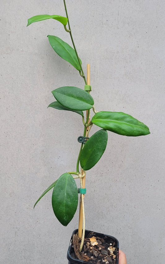 Hoya benitotanii Philippines IML1830