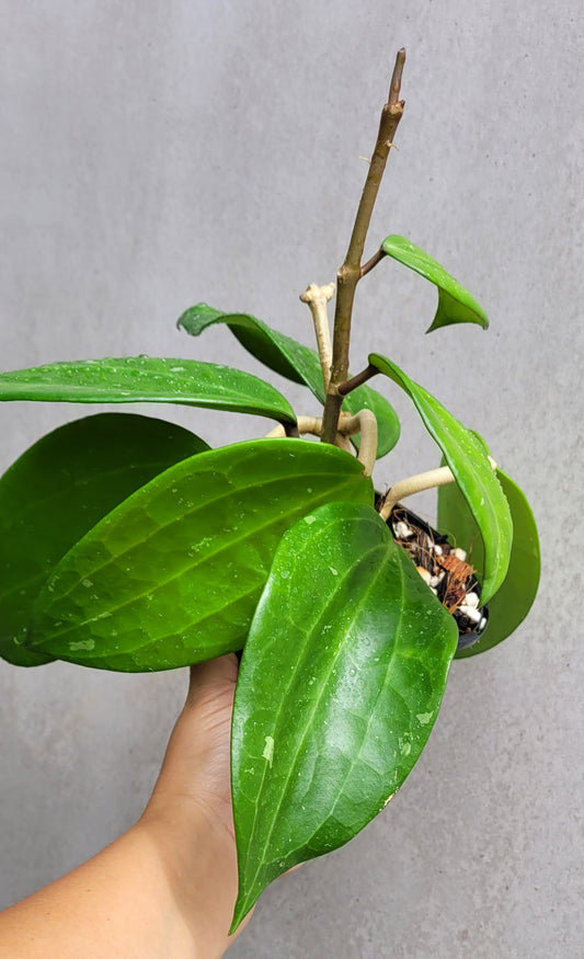 Hoya latifolia West Java IML1181 (formerly h. tjadasmalangensis)