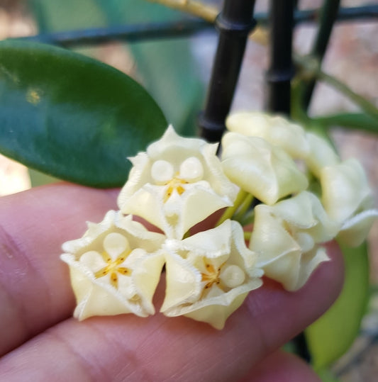 Hoya stoneana