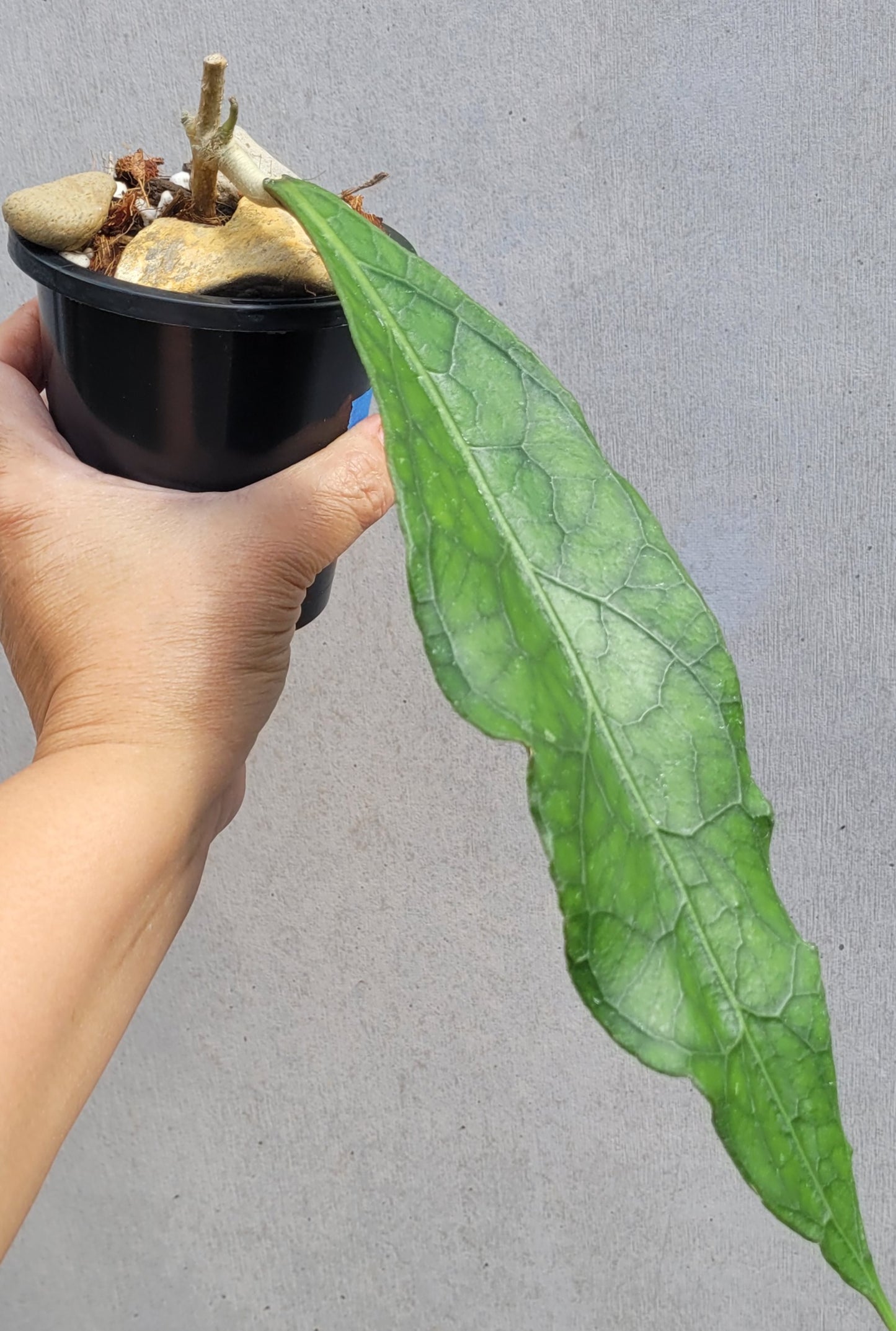 Hoya clemensiorum Sabah IML1752