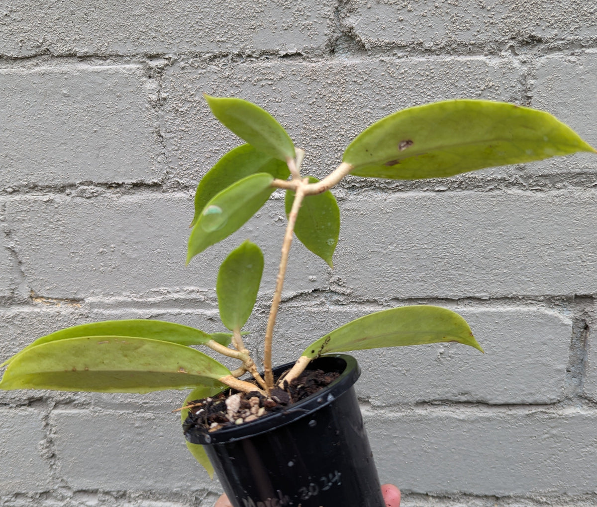 Hoya sp. Estrella Waterfall Philippines IML1627 (double planted)