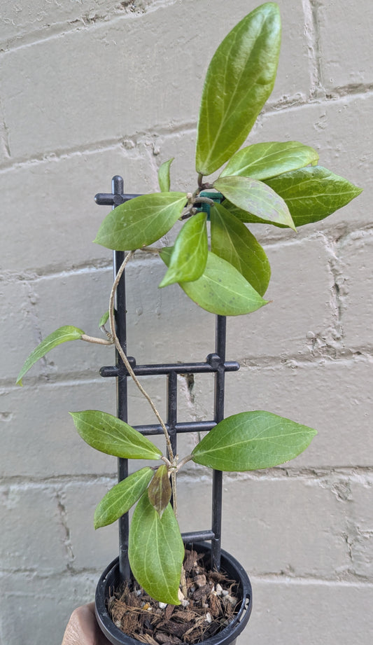 Hoya camphorifolia