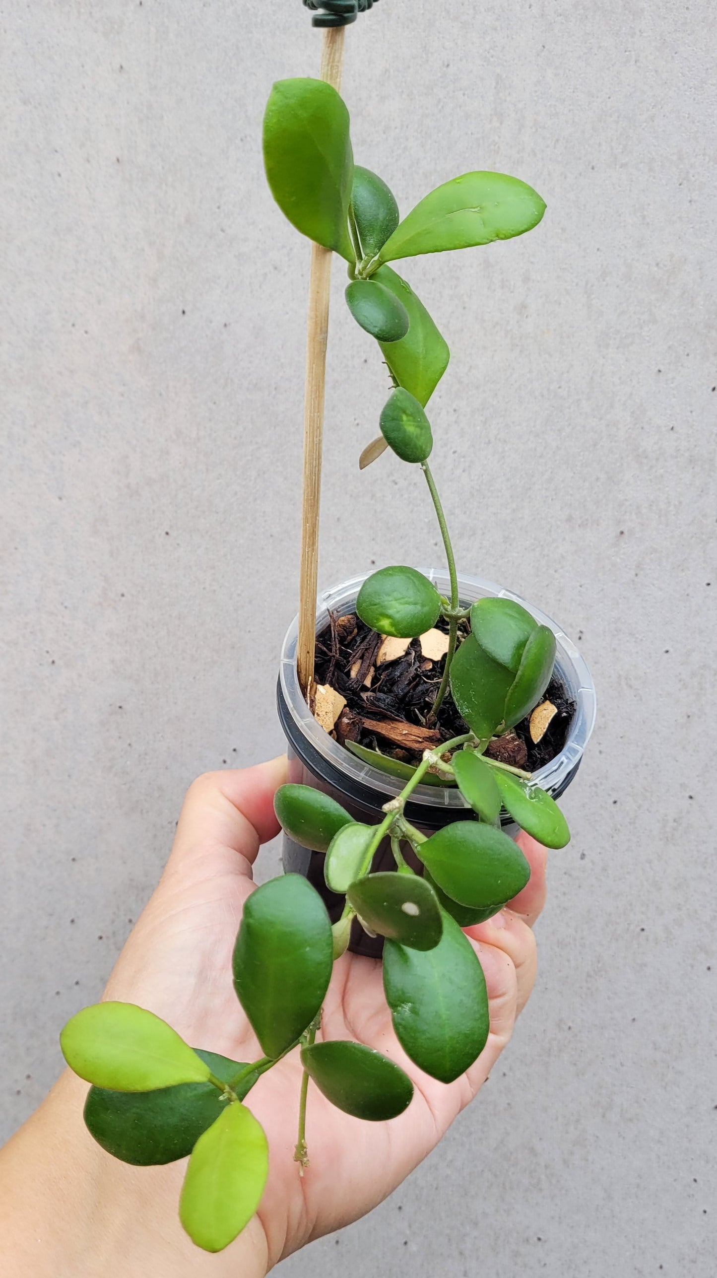 Hoya panchoi Philippines IML0228