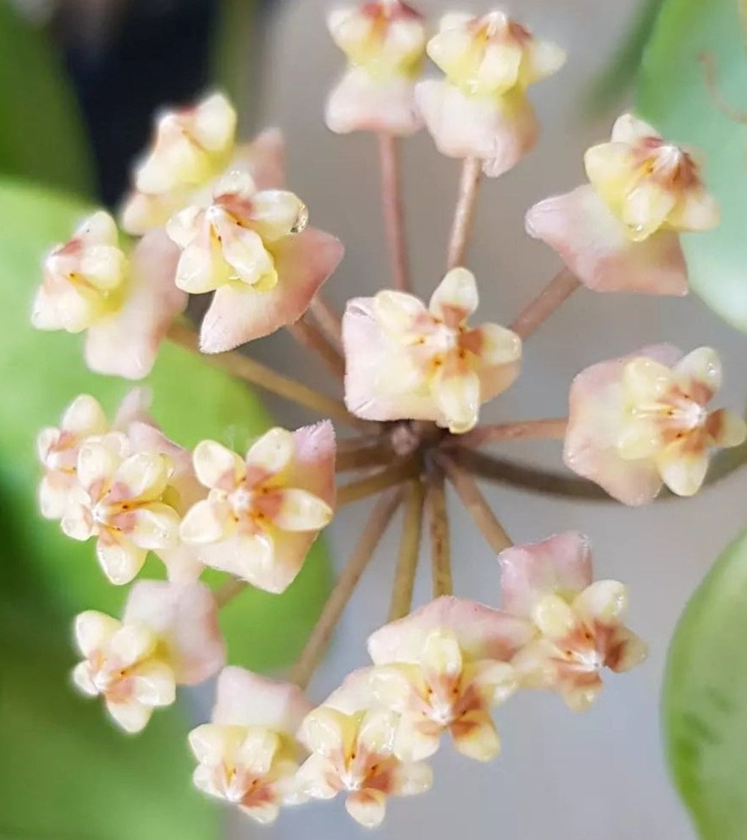 Hoya myrmecopa Sulawesi IML1377 - small plant